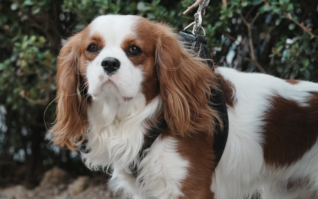 Cavalier King Charles Spaniel — gallery 5