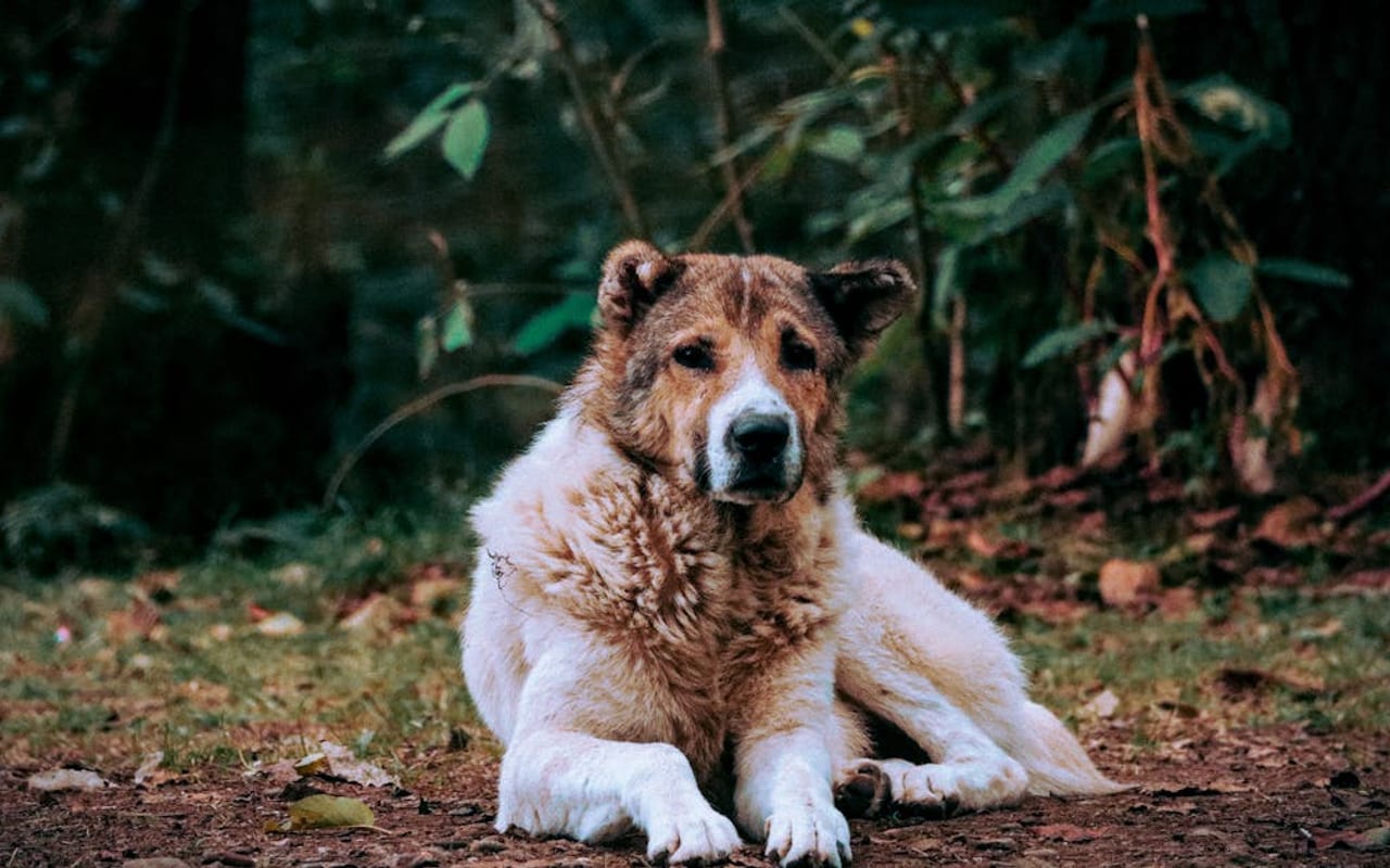 Central Asian Shepherd Dog — gallery 3