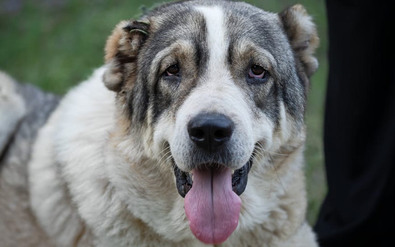 Central Asian Shepherd Dog — gallery 4