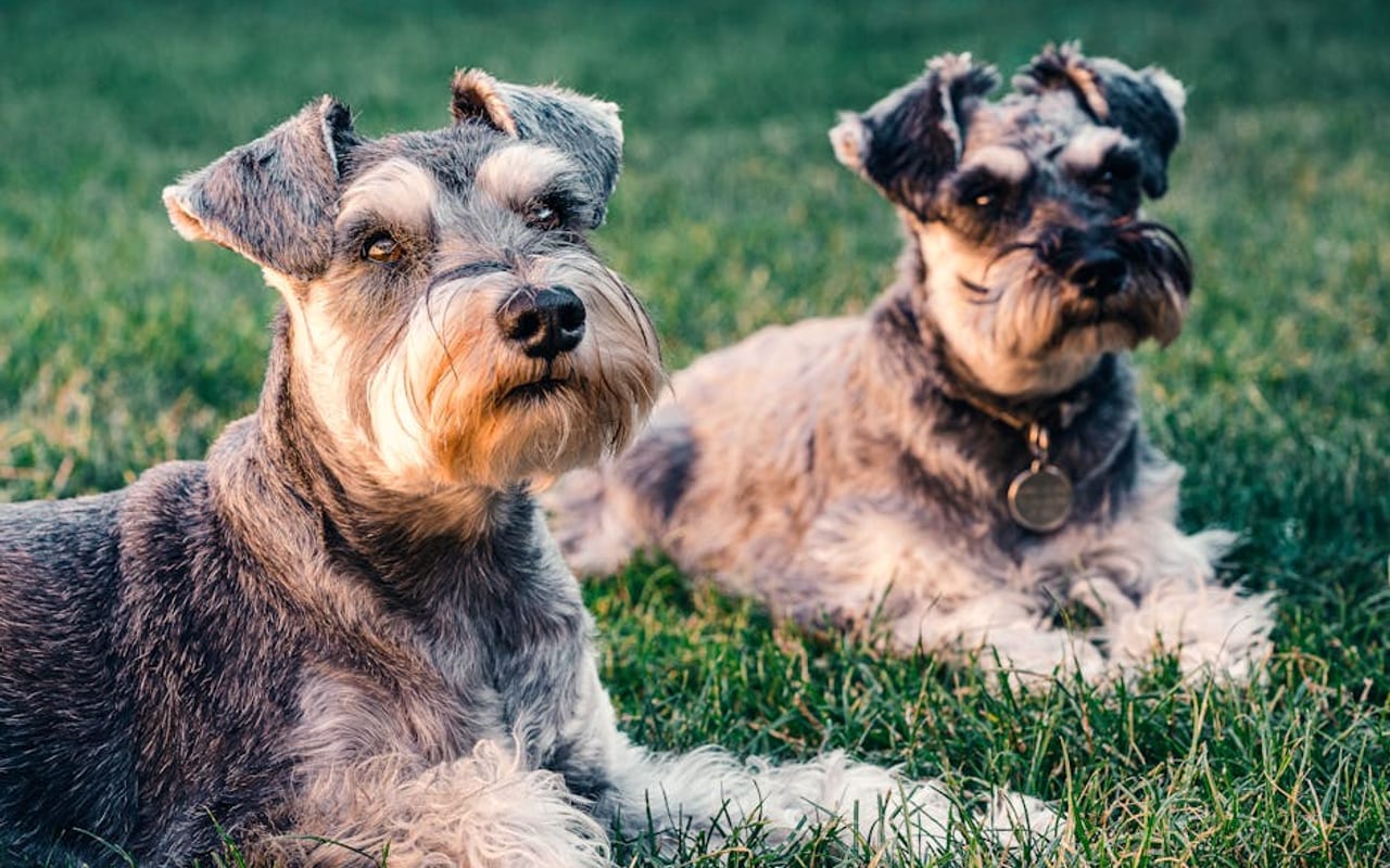 Cesky Terrier — gallery 4