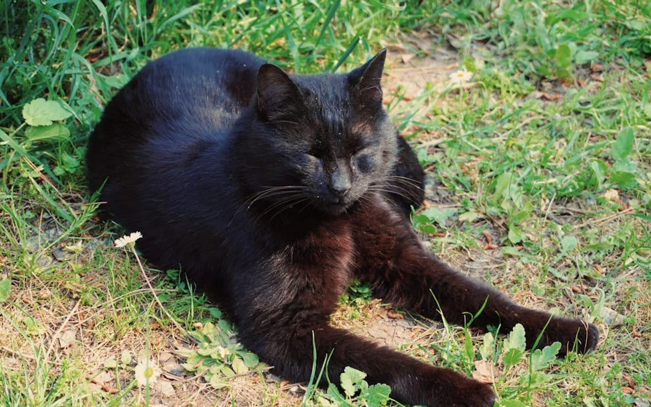Chantilly-Tiffany cat breed portrait