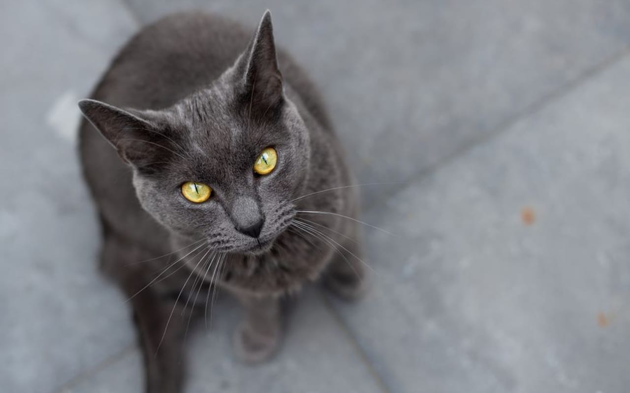 Chartreux — gallery 4