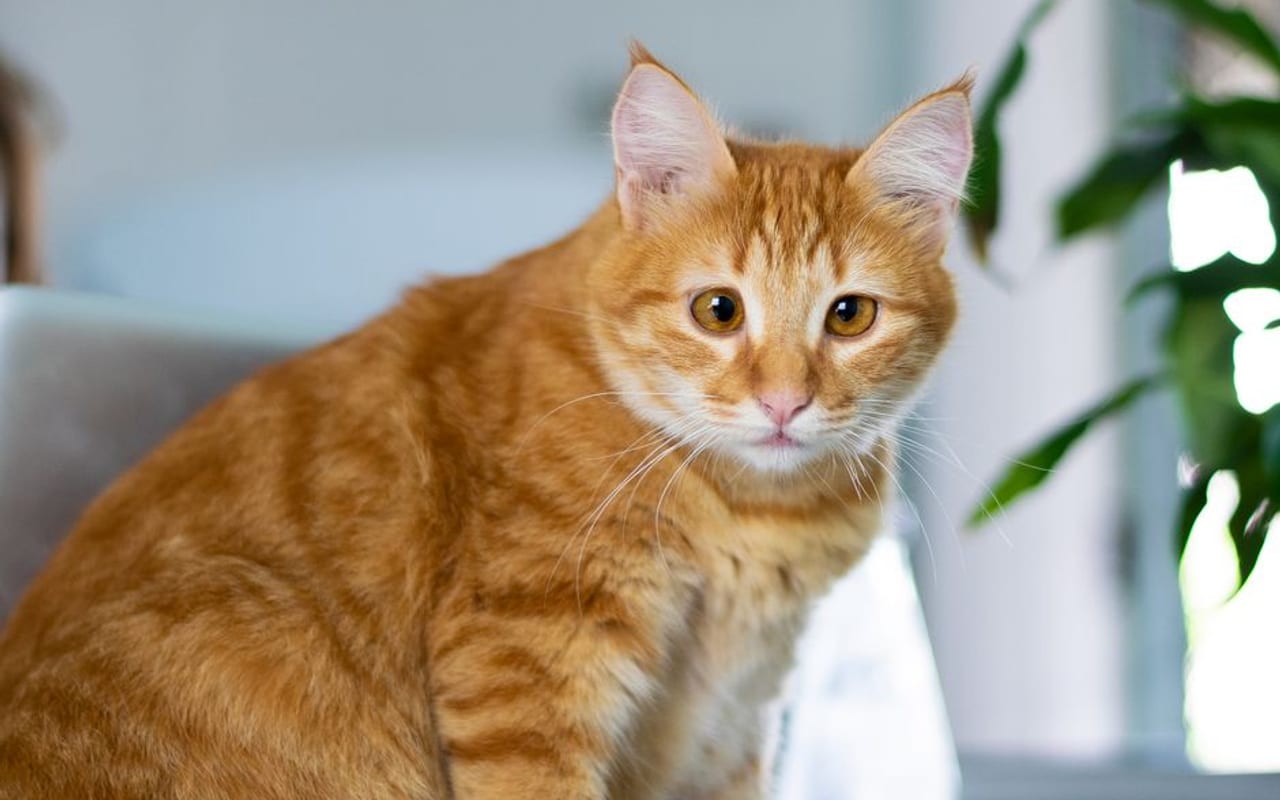 Chausie — gallery 4