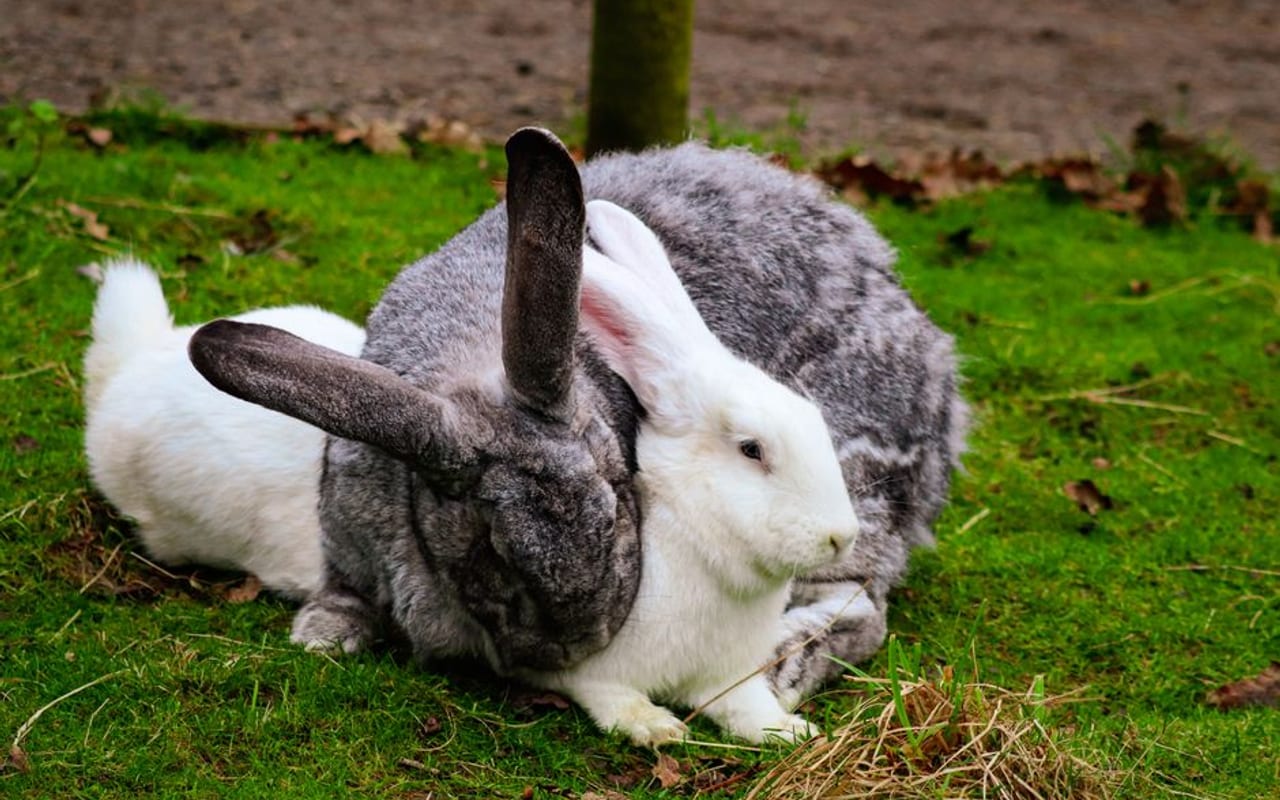 Checkered Giant rabbit