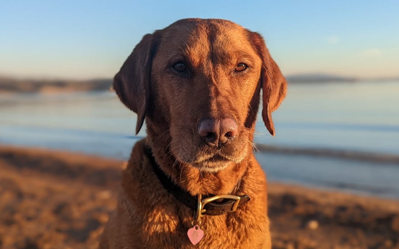 Chesapeake Bay Retriever — gallery 2