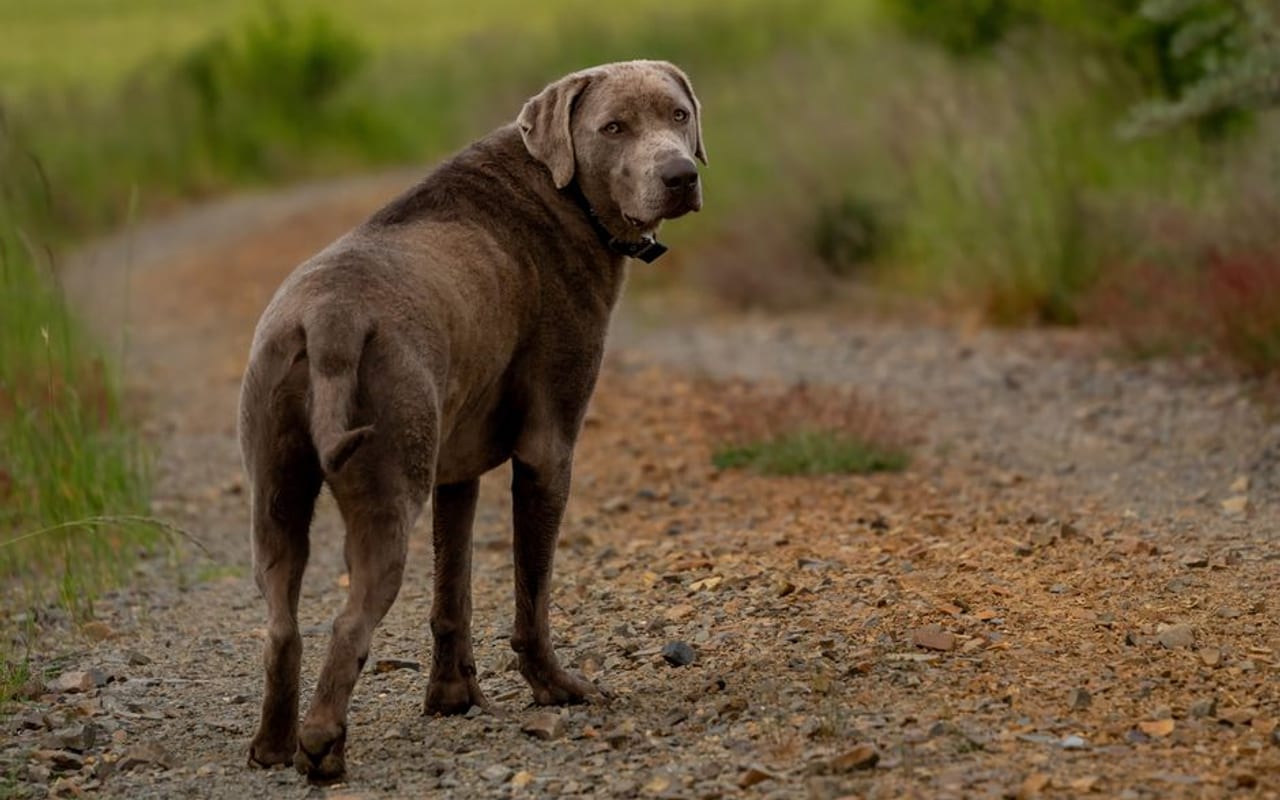 Chesapeake Bay Retriever — gallery 4