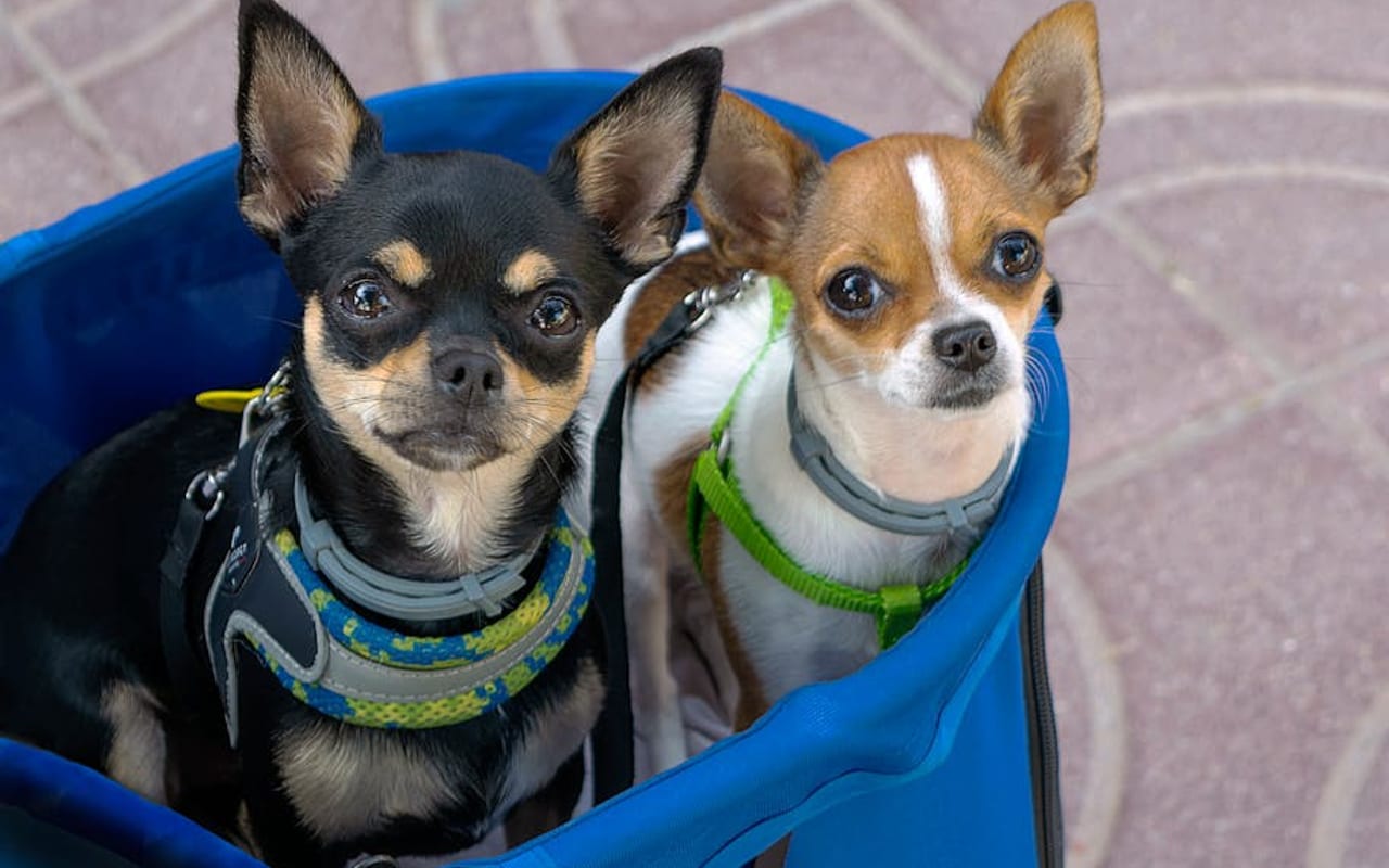 Chihuahua — gallery 4