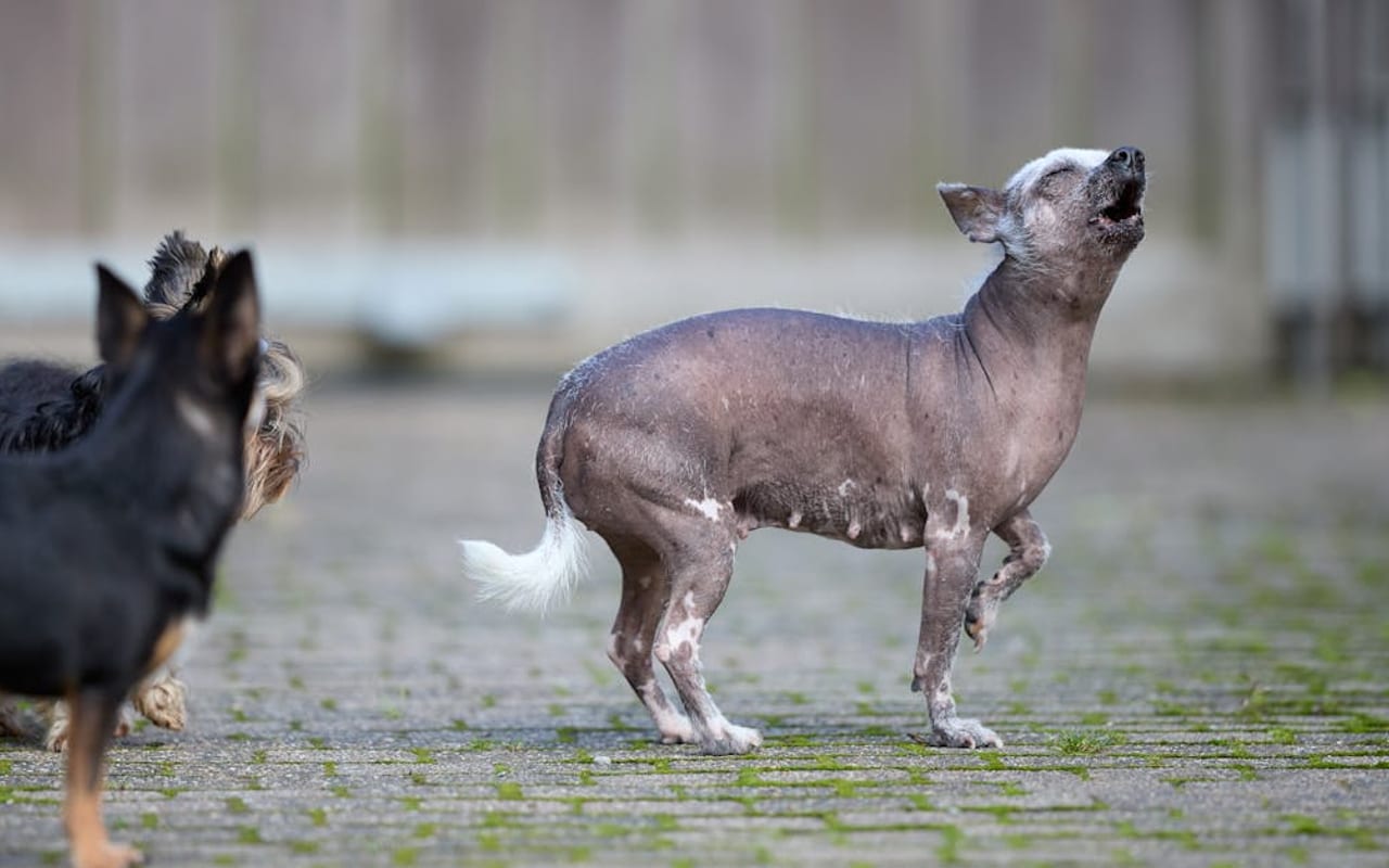 Chinese Crested — gallery 3