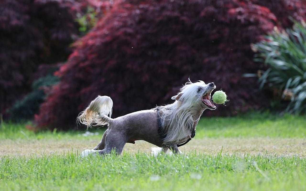 Chinese Crested — gallery 4