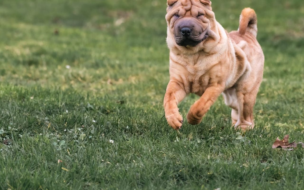 Chinese Shar-Pei dog breed portrait