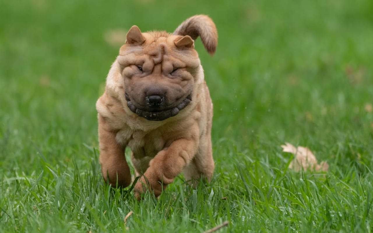 Chinese Shar-Pei — gallery 3
