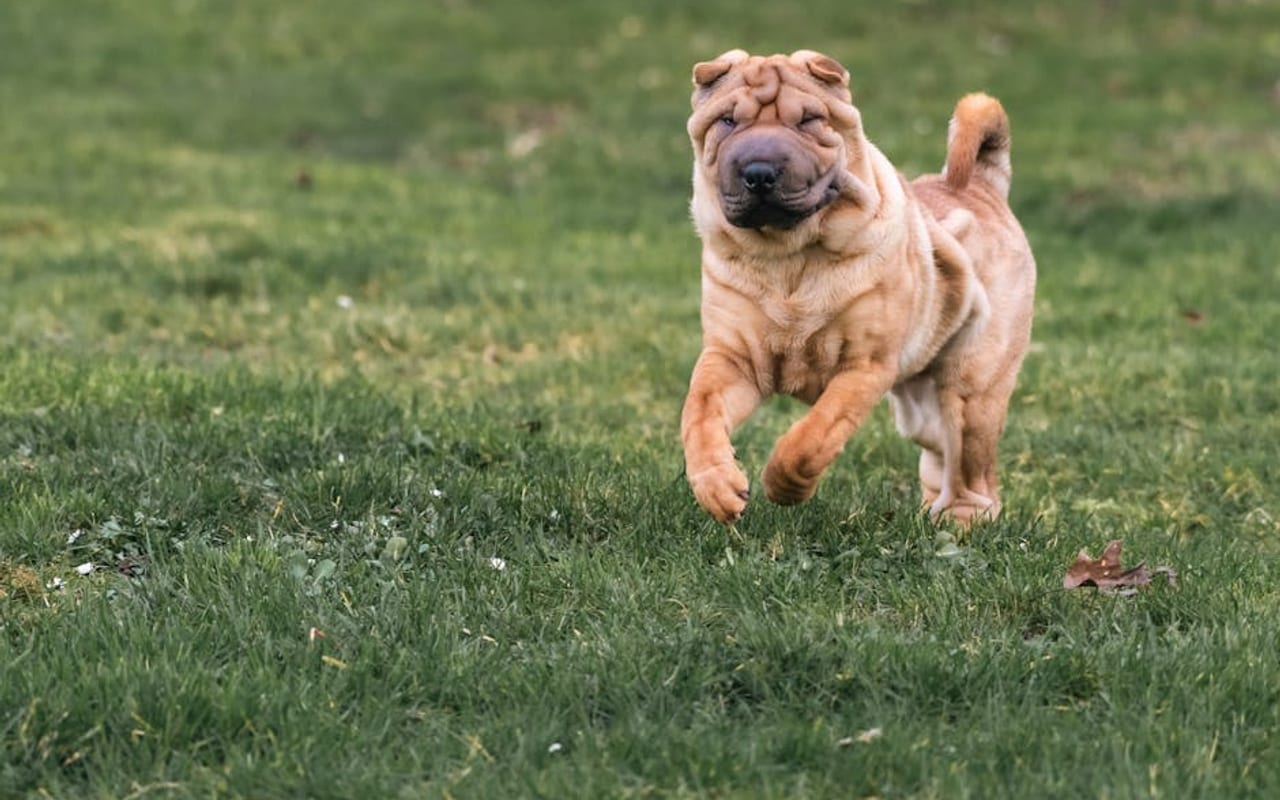 Chinese Shar-Pei — gallery 4