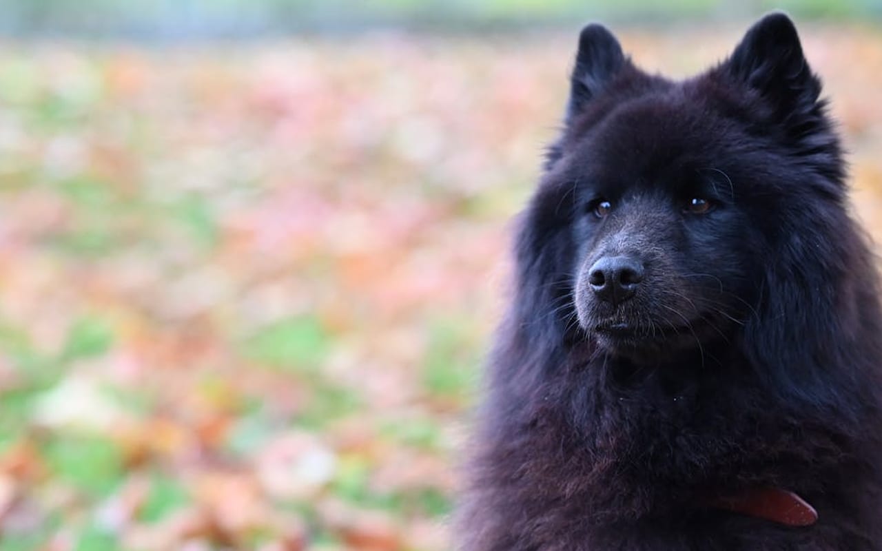 Chow Chow dog breed portrait
