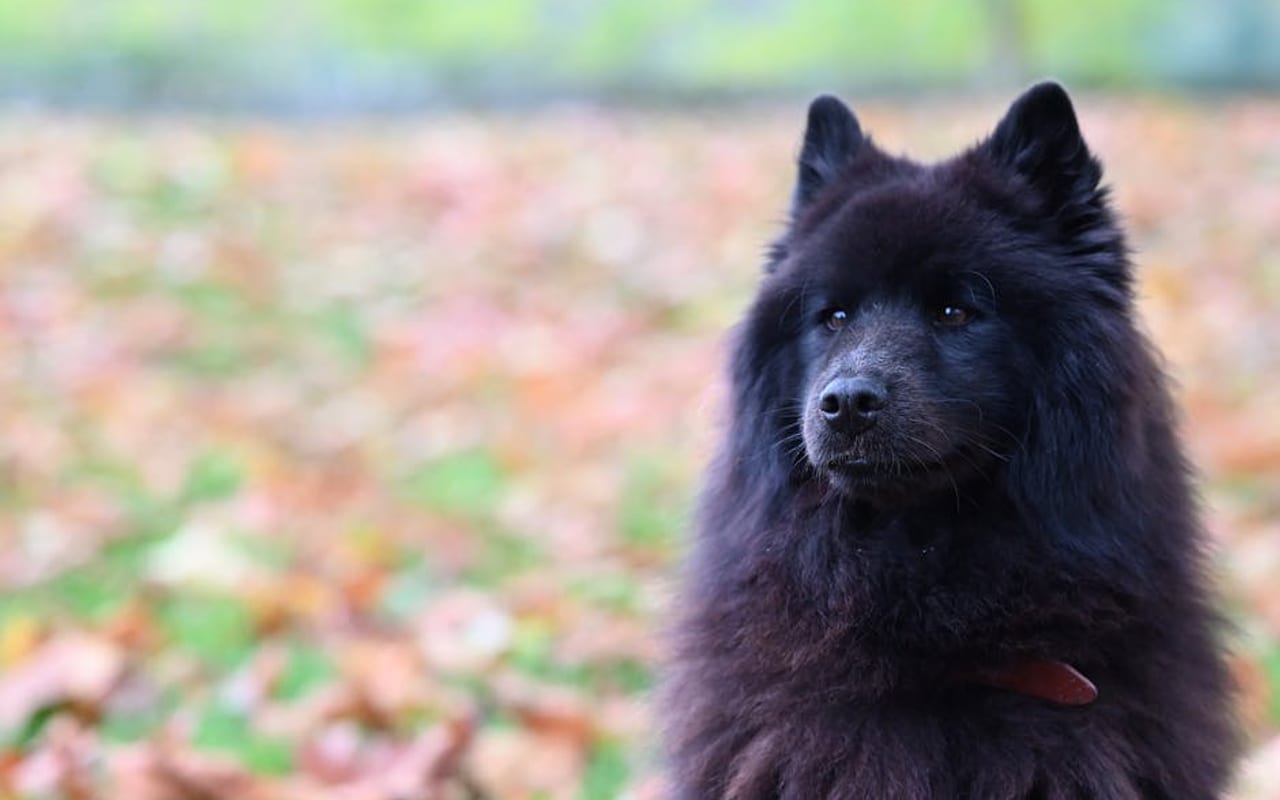 Chow Chow — gallery 4