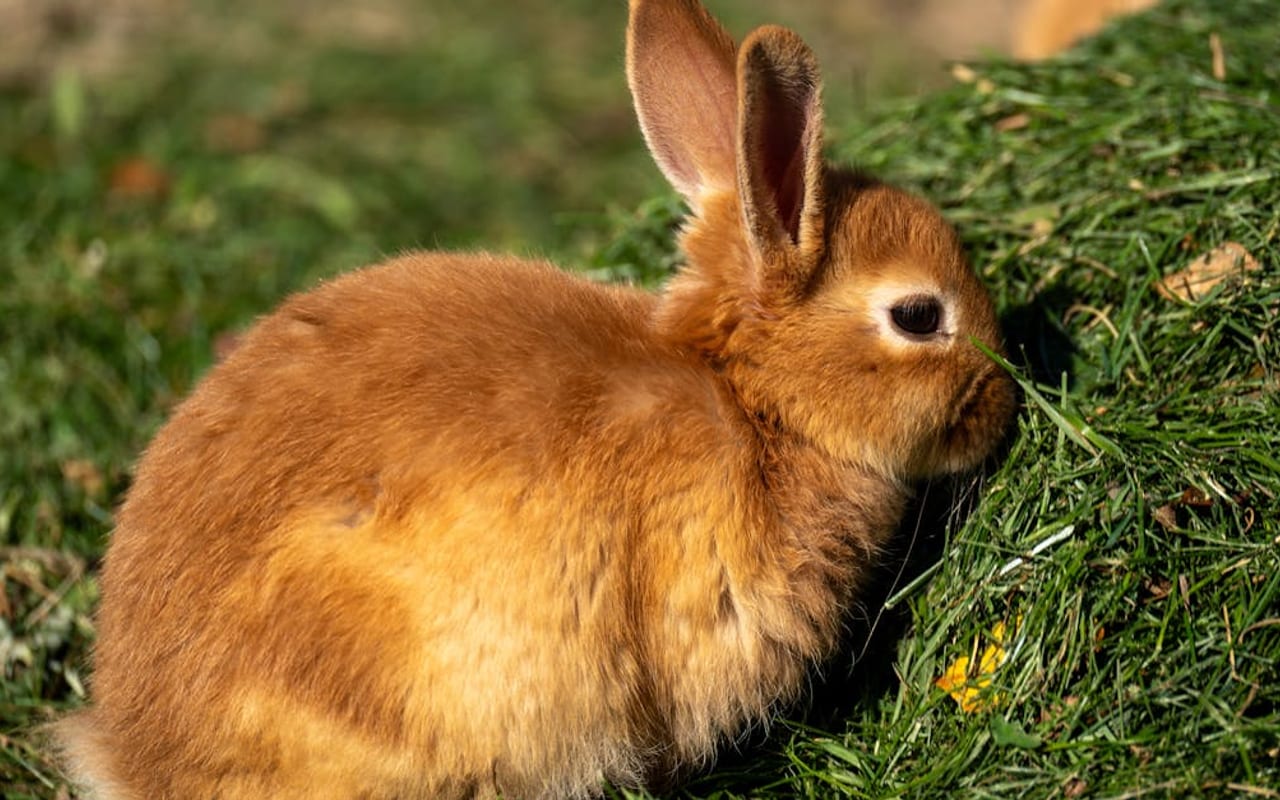 Cinnamon breed