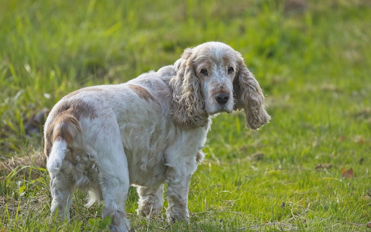 Clumber Spaniel