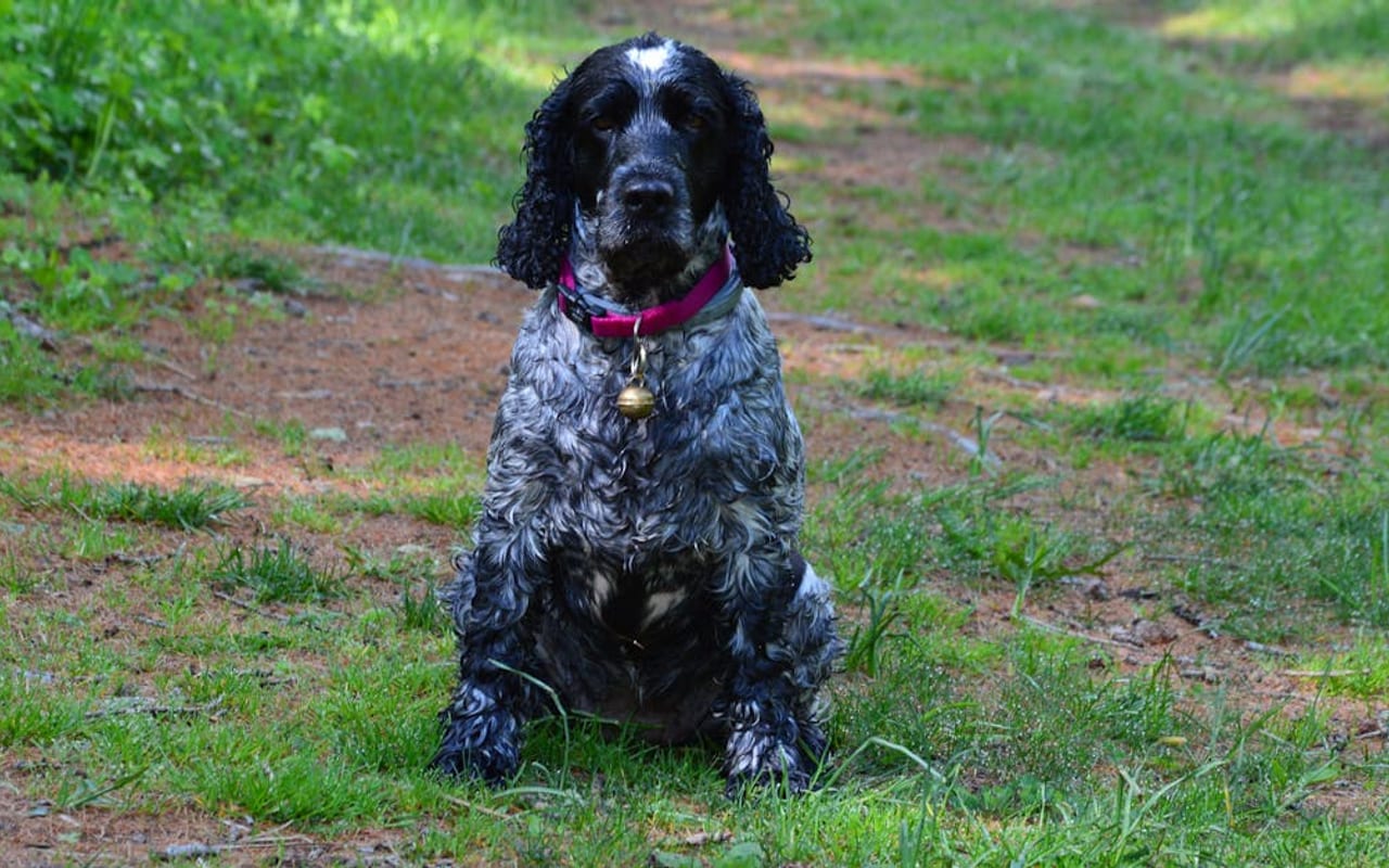 Cocker Spaniel
