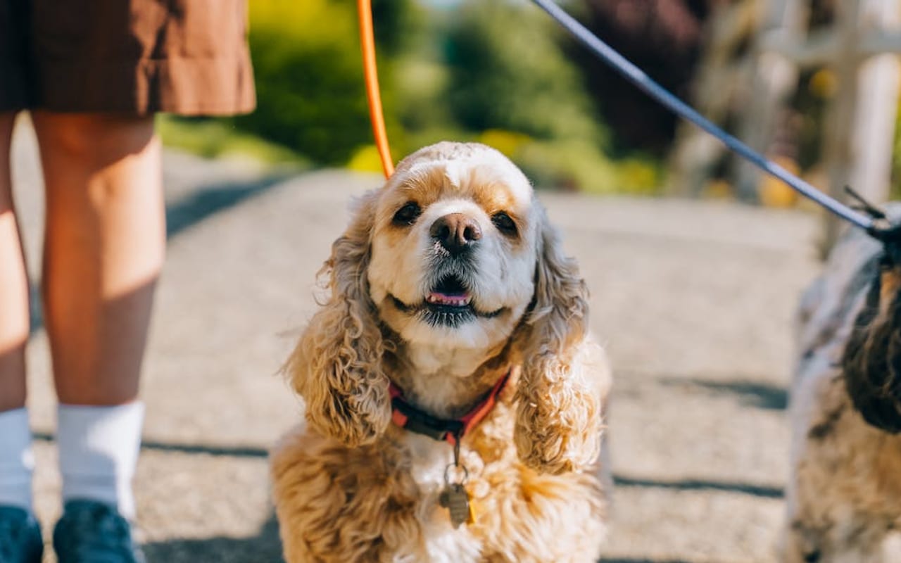 Cocker Spaniel — gallery 2