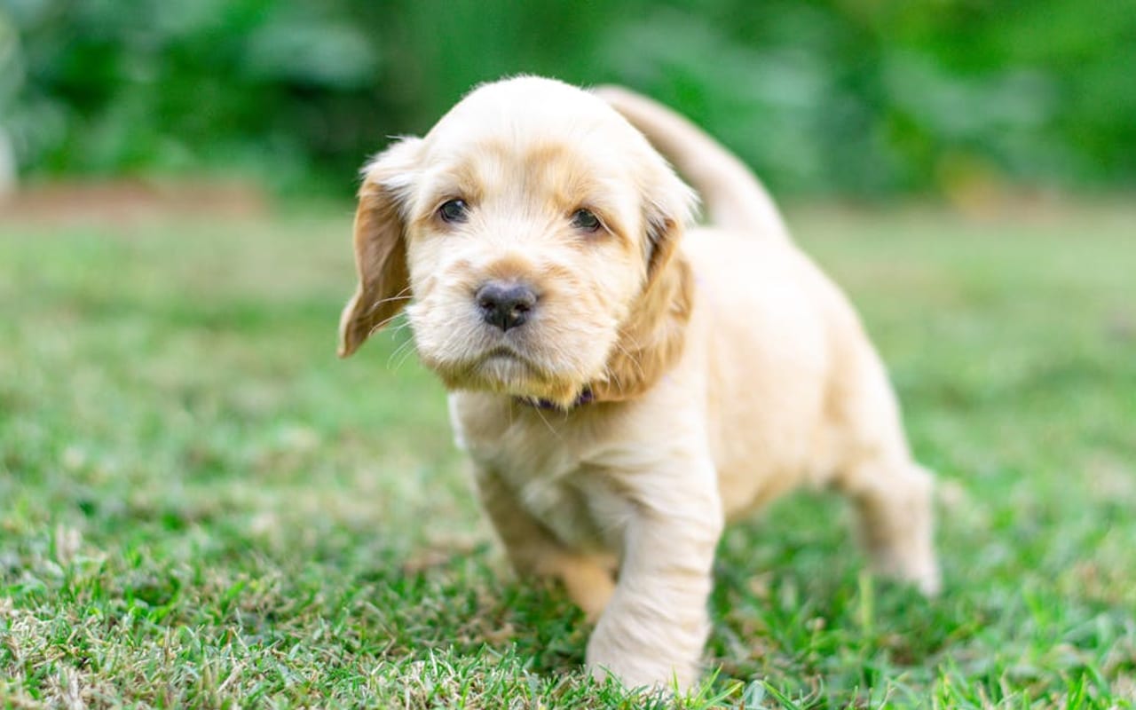 Cocker Spaniel — gallery 3
