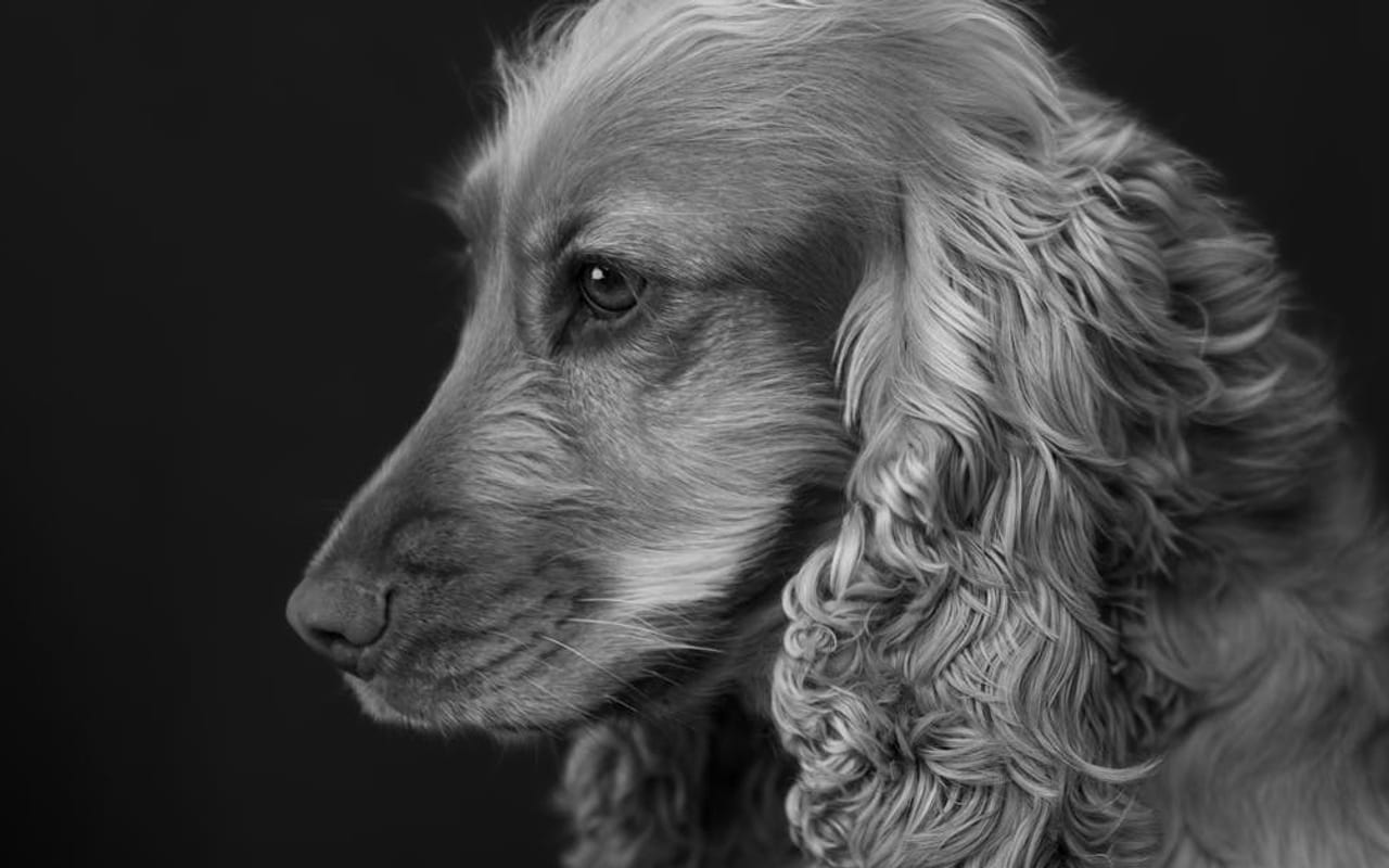 Cocker Spaniel — gallery 4