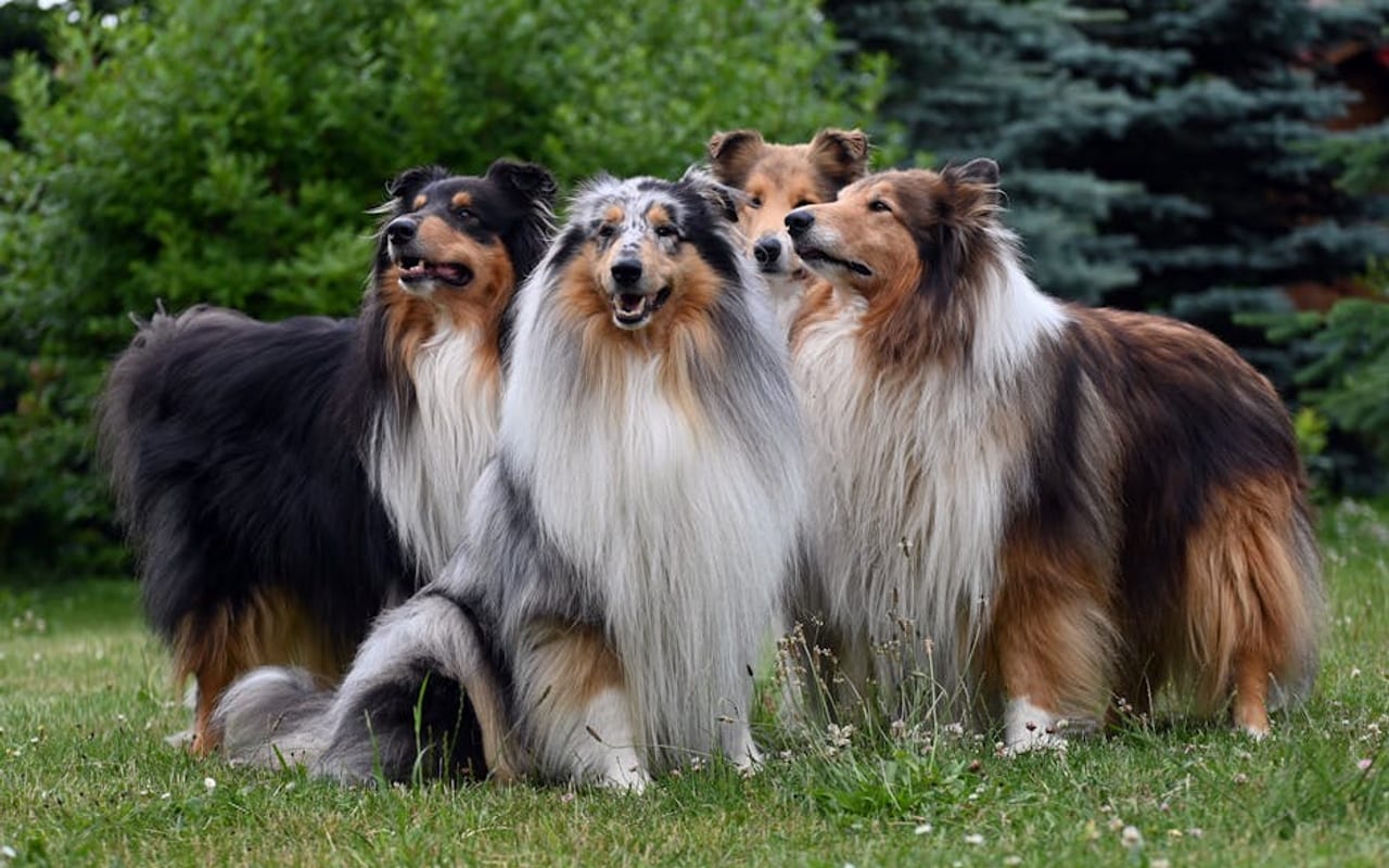 Collie — gallery 4