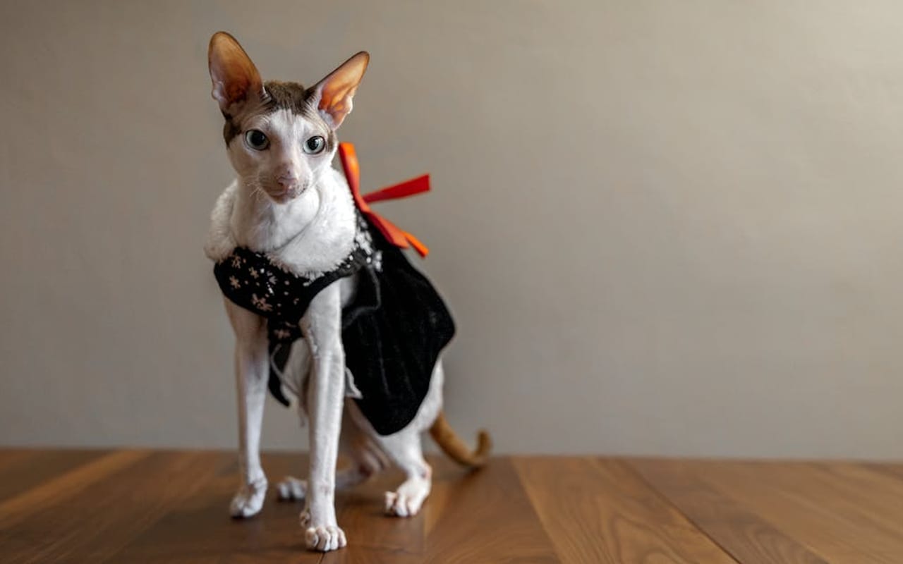 Cornish Rex cat breed portrait
