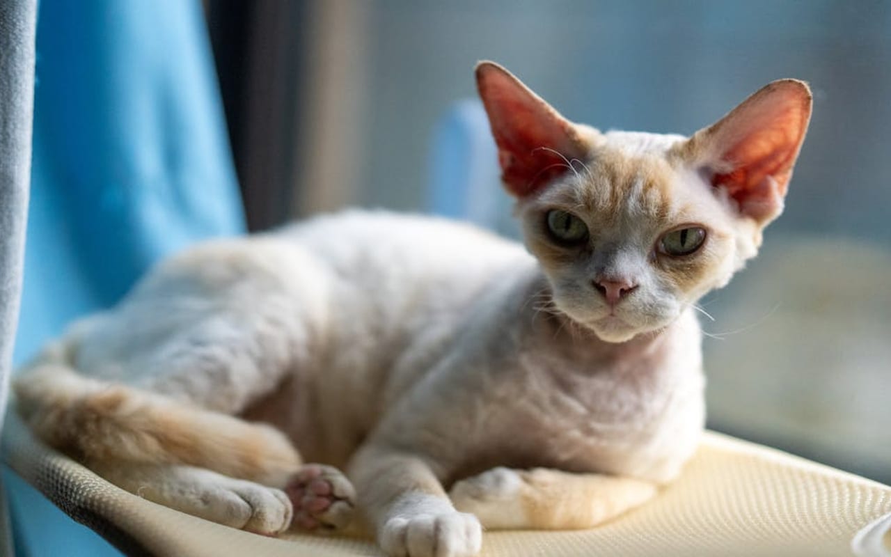 Cornish Rex — gallery 3