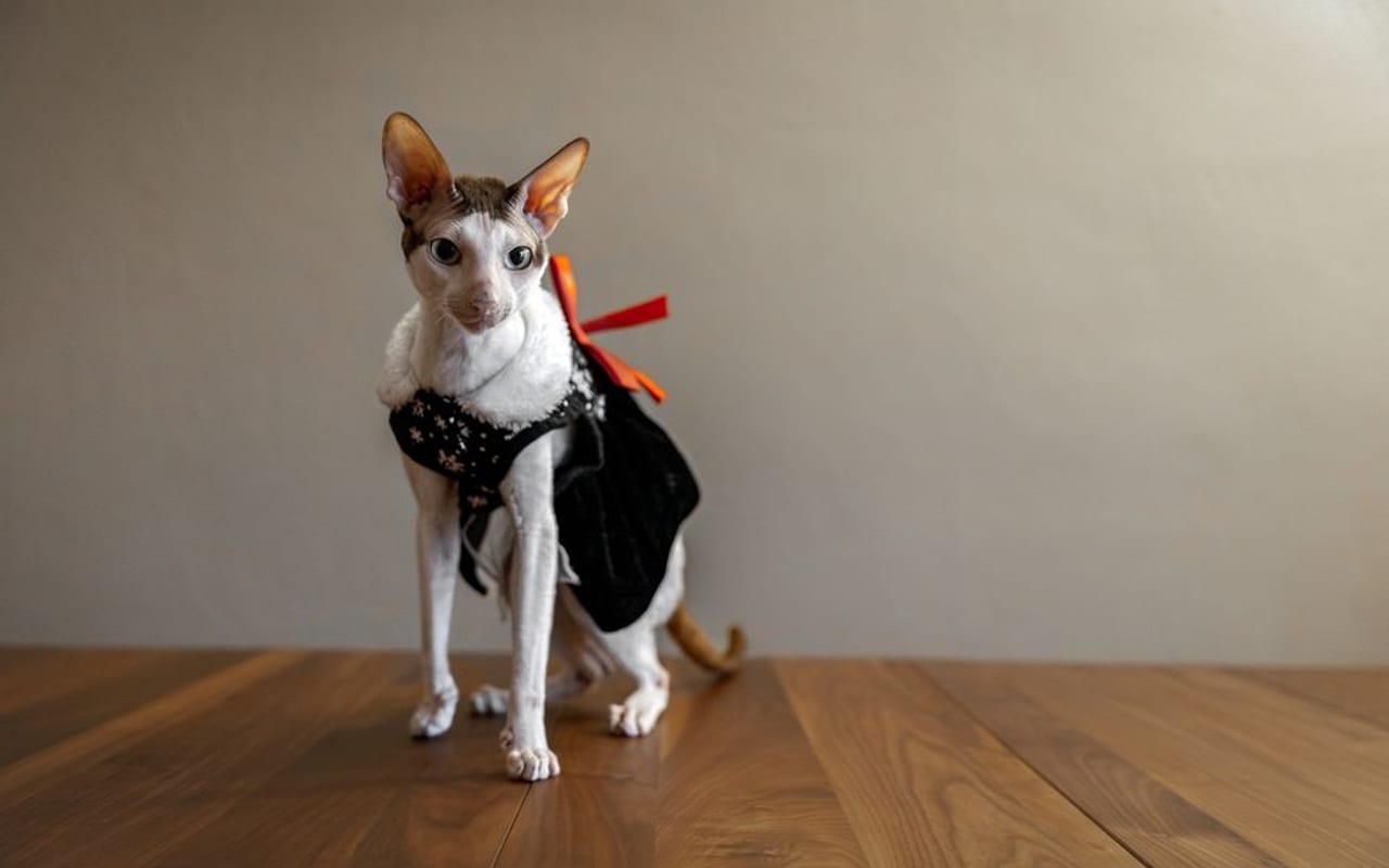 Cornish Rex — gallery 4