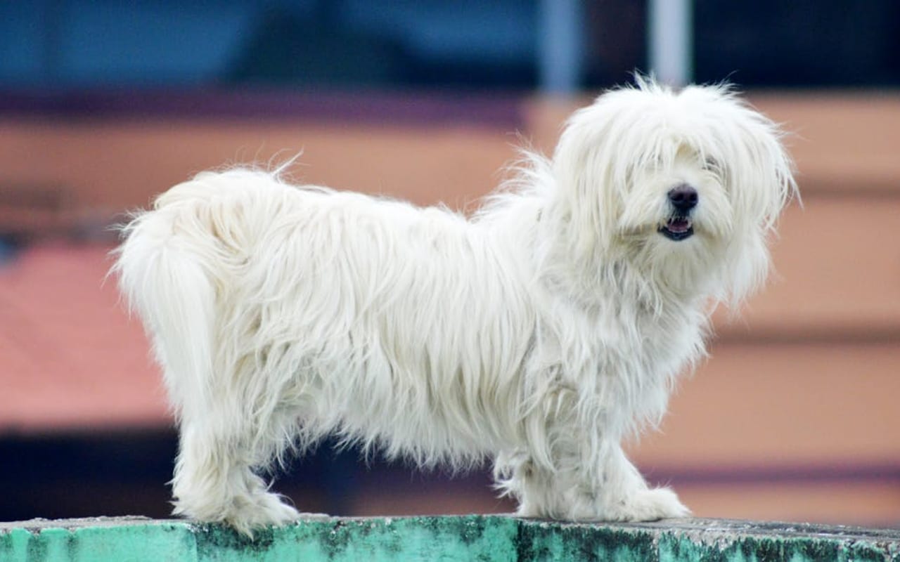 Coton de Tulear dog breed portrait