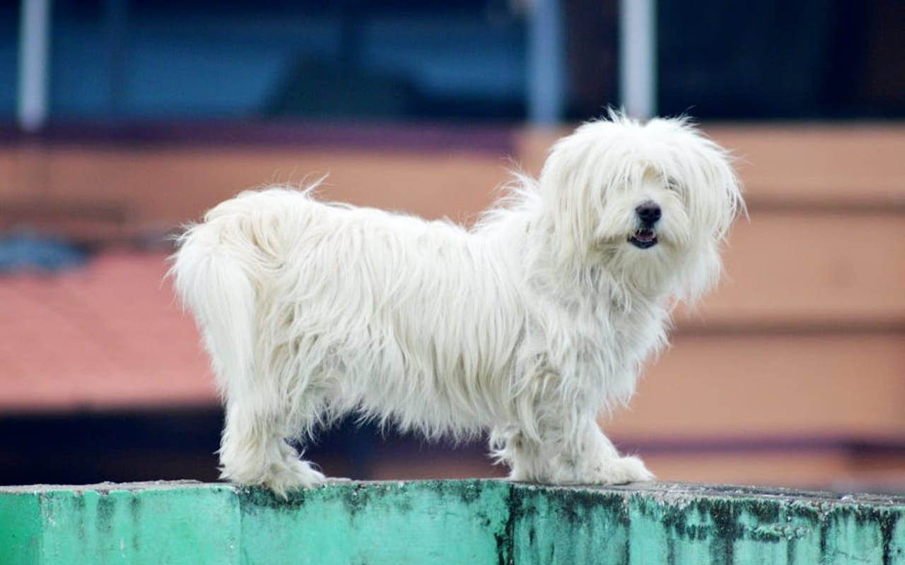 Coton de Tulear — gallery 4