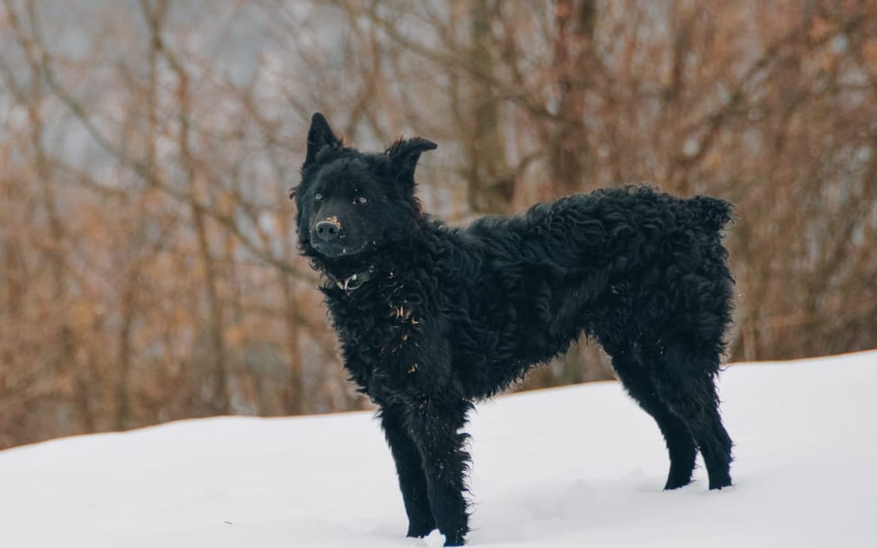 Croatian Sheepdog