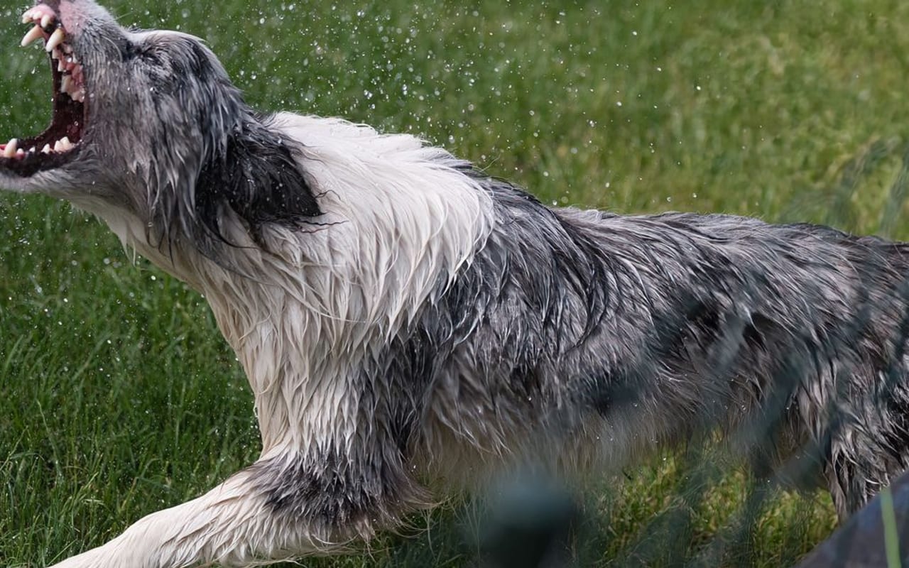 Croatian Sheepdog — gallery 2