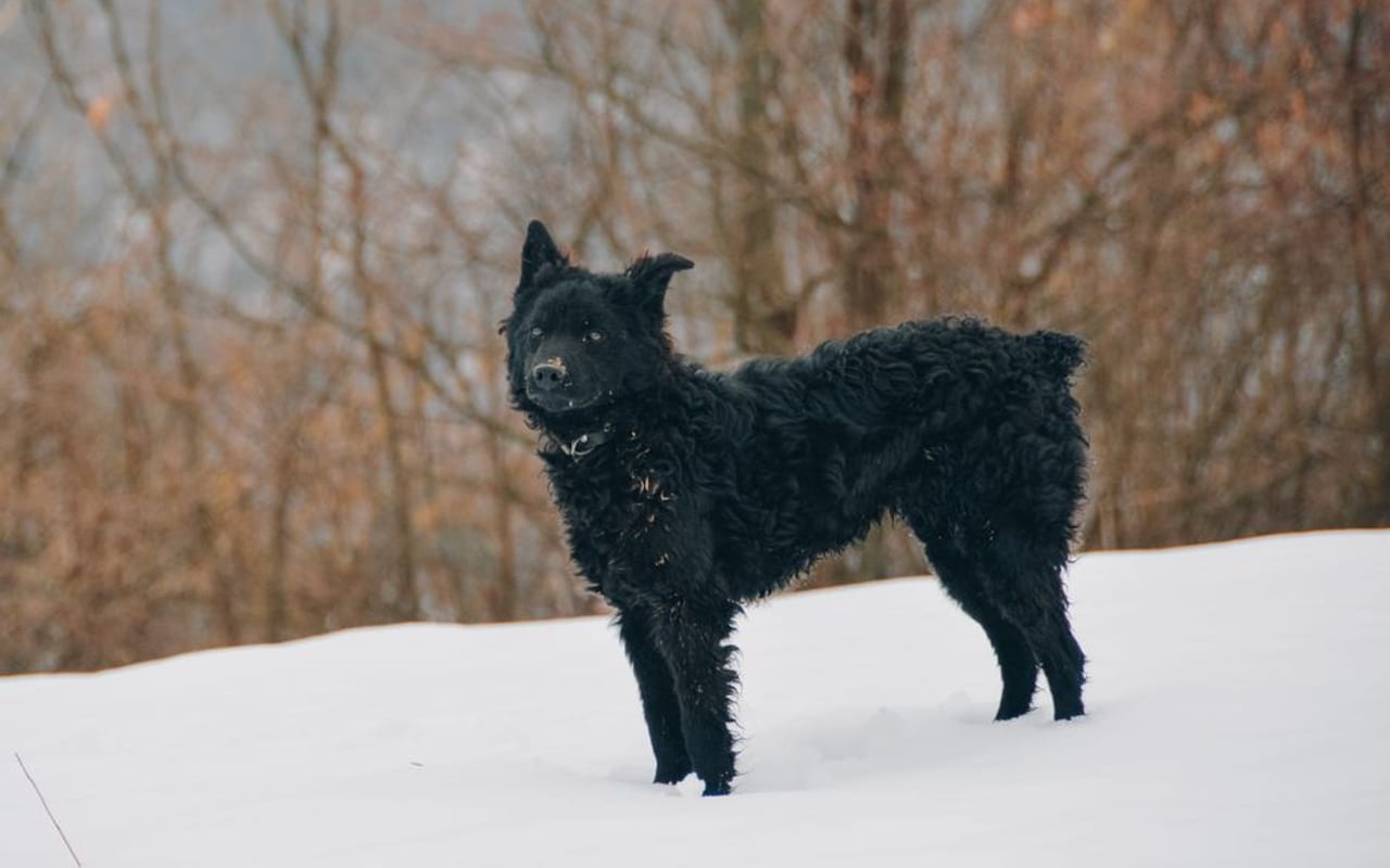 Croatian Sheepdog — gallery 4