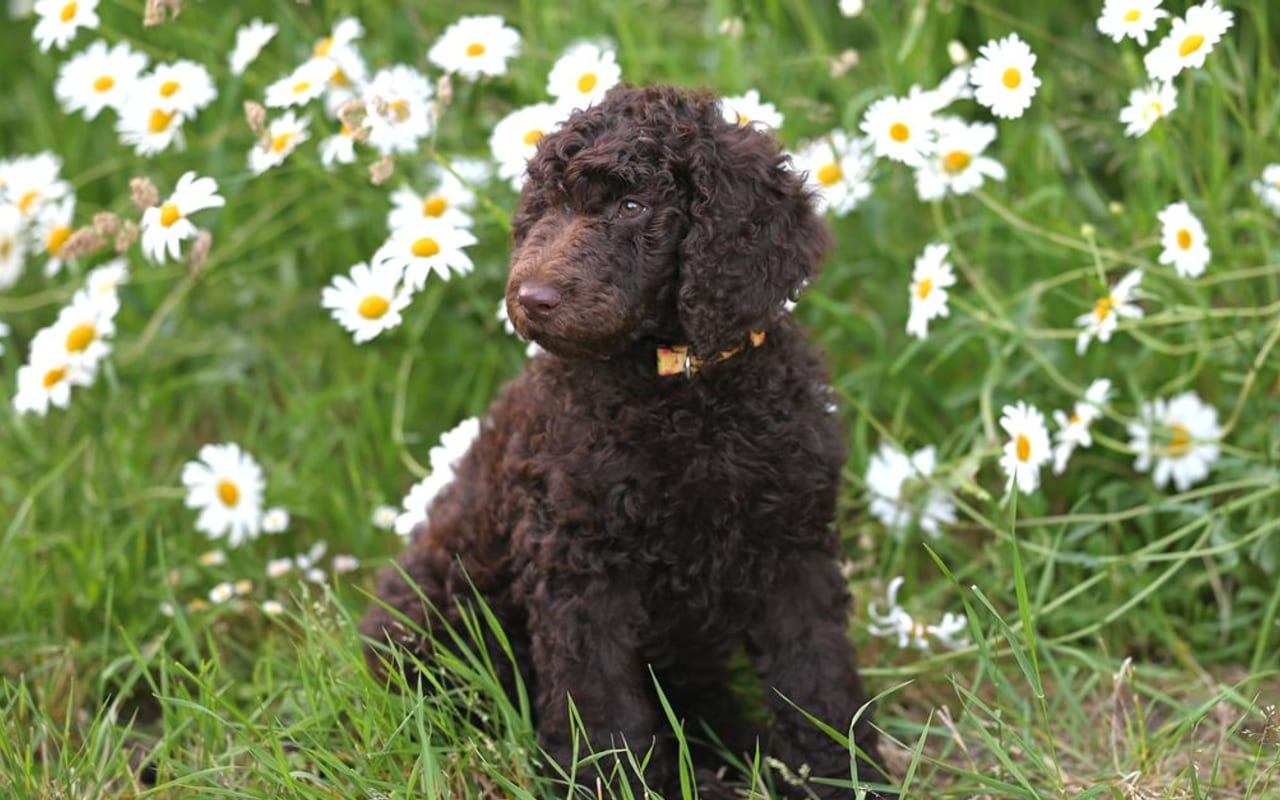 Curly-Coated Retriever