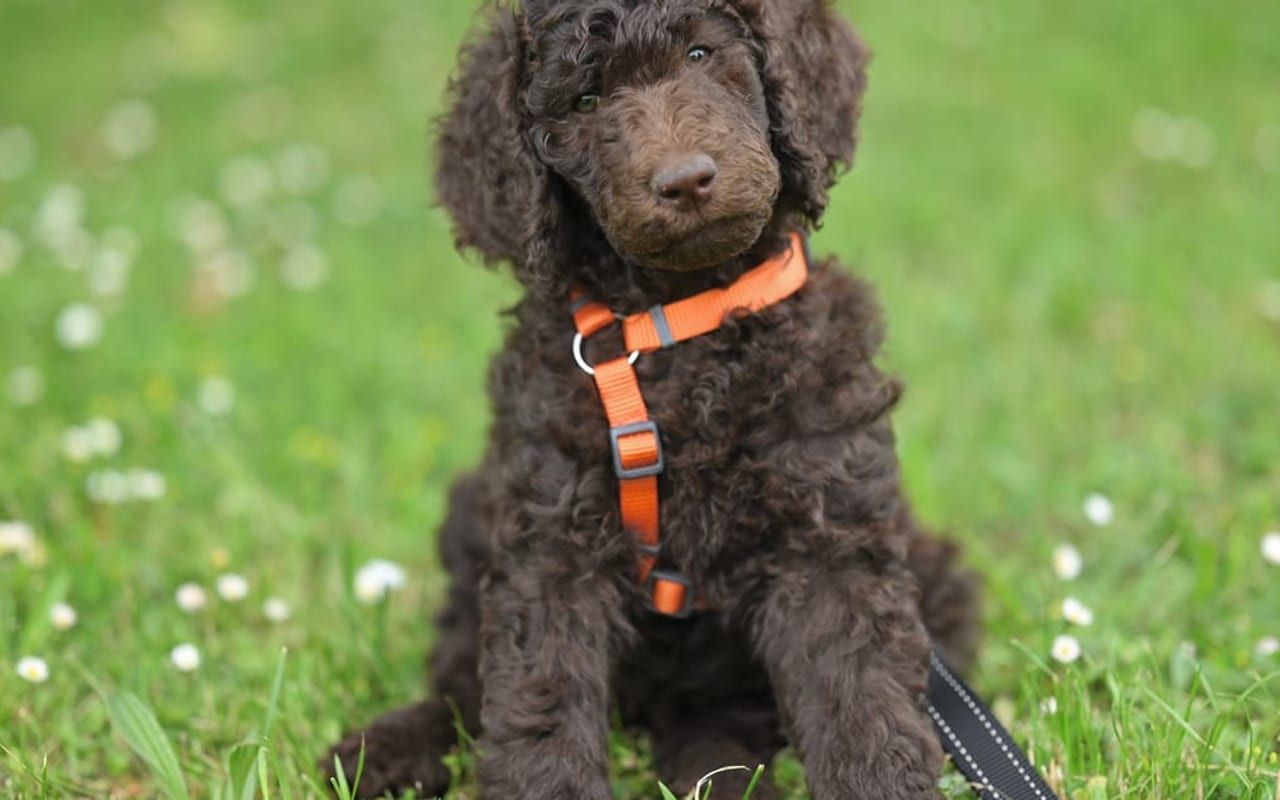 Curly-Coated Retriever — gallery 2