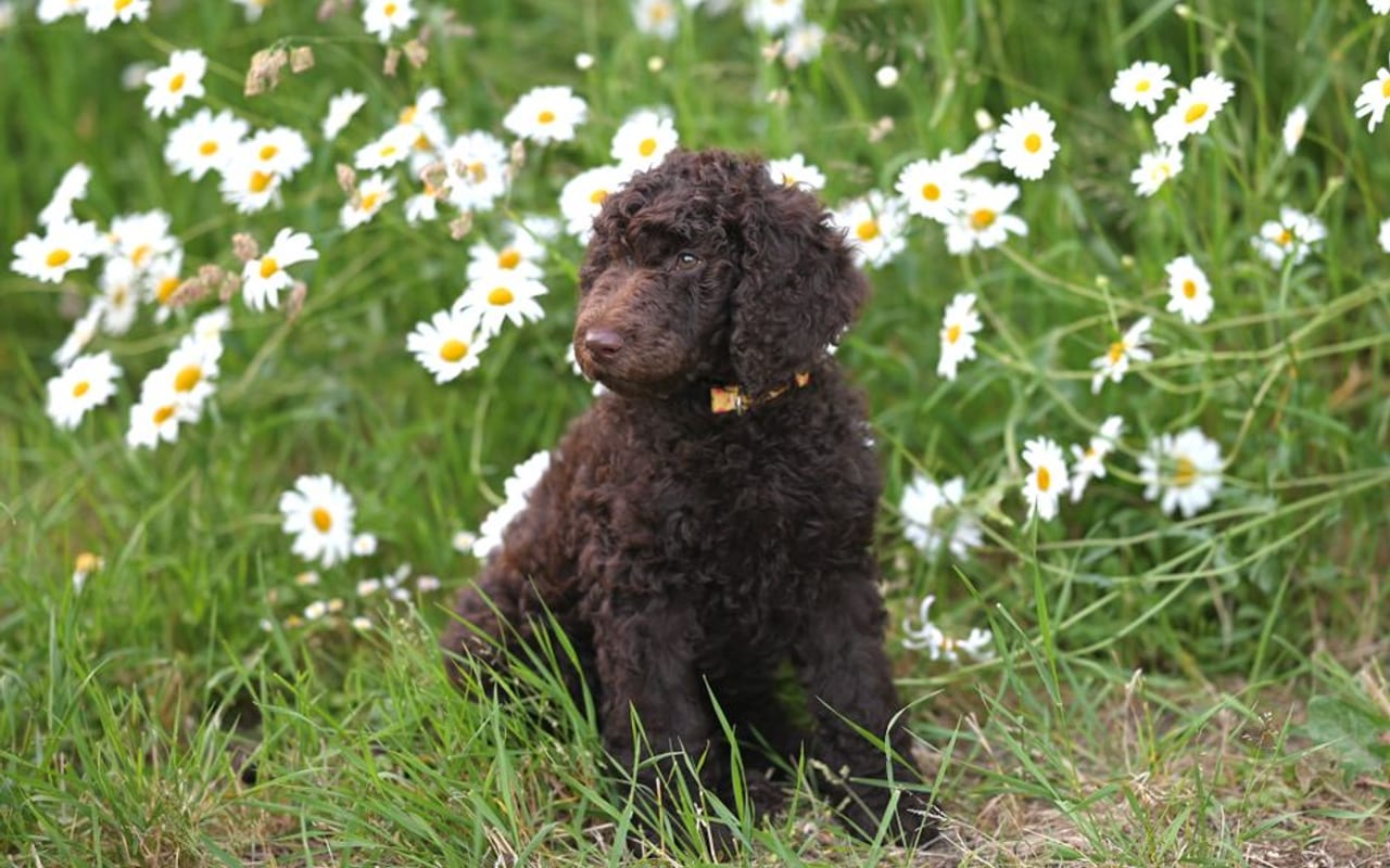 Curly-Coated Retriever — gallery 4