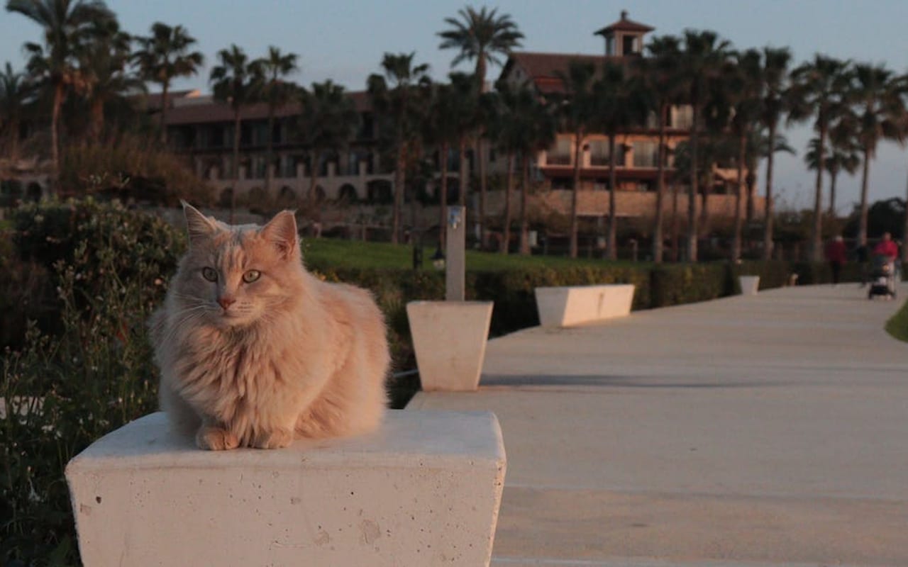 Cyprus cat breed