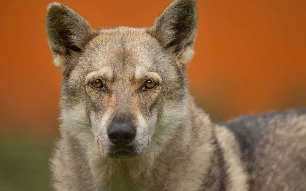 Czechoslovakian Vlcak — gallery 2