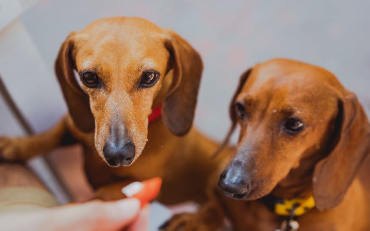 Dachshund breed