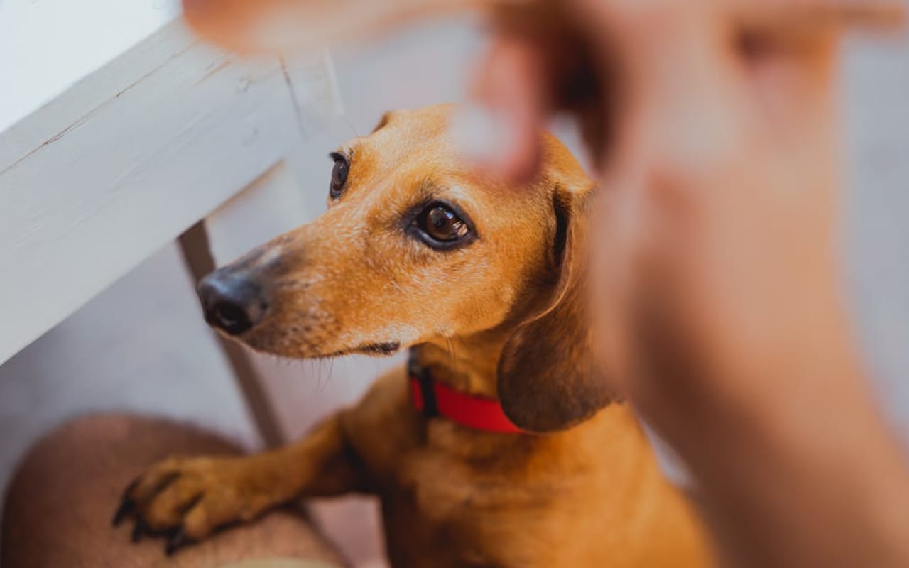 Dachshund — gallery 2