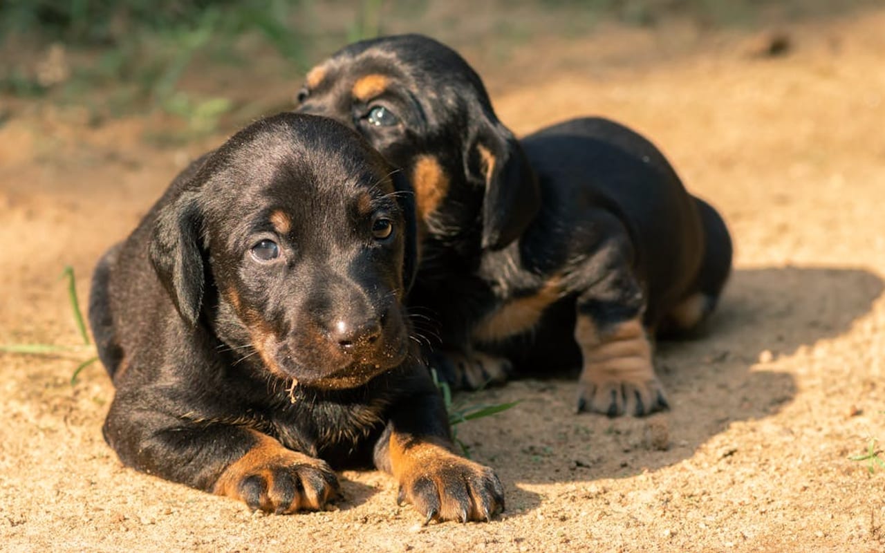 Dachshund — gallery 3