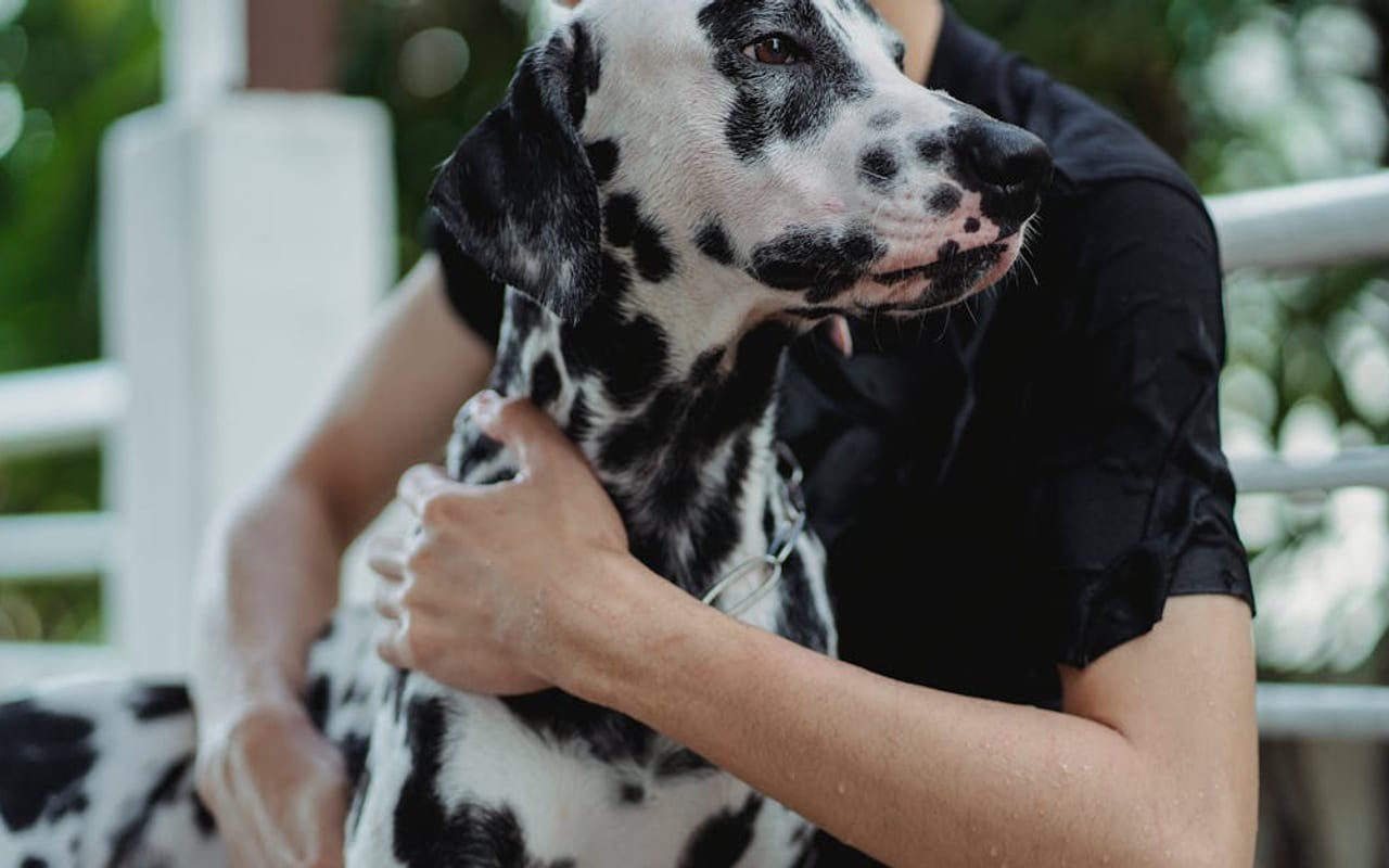 Dalmatian — Dalmatian — gallery 2