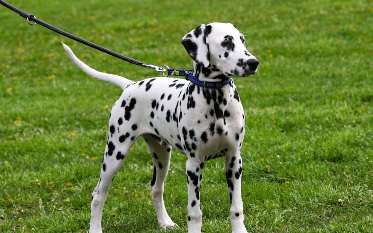 Dalmatian — Dalmatian — gallery 3