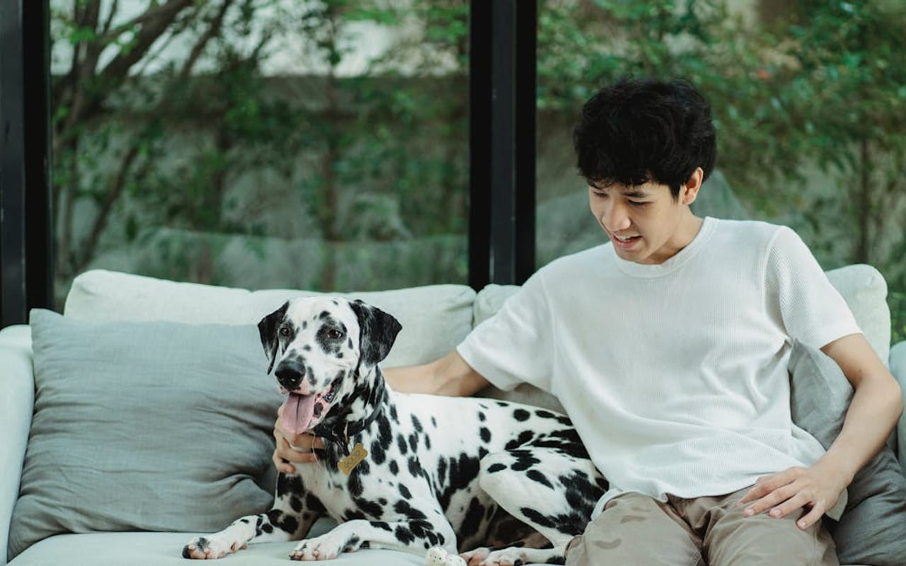 Dalmatian — Dalmatian — gallery 4