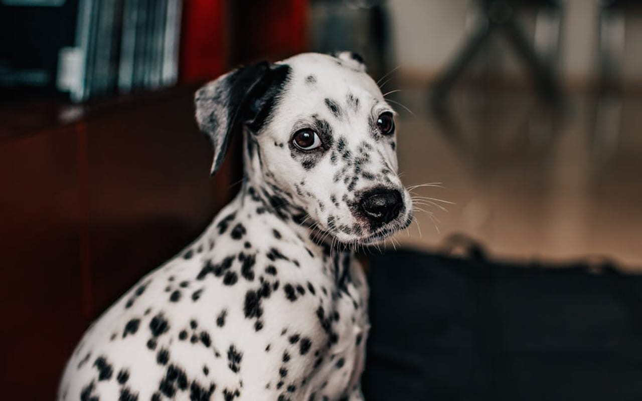 Dalmatian — Dalmatian — gallery 5
