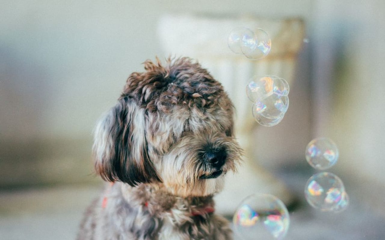 Dandie Dinmont Terrier — gallery 4