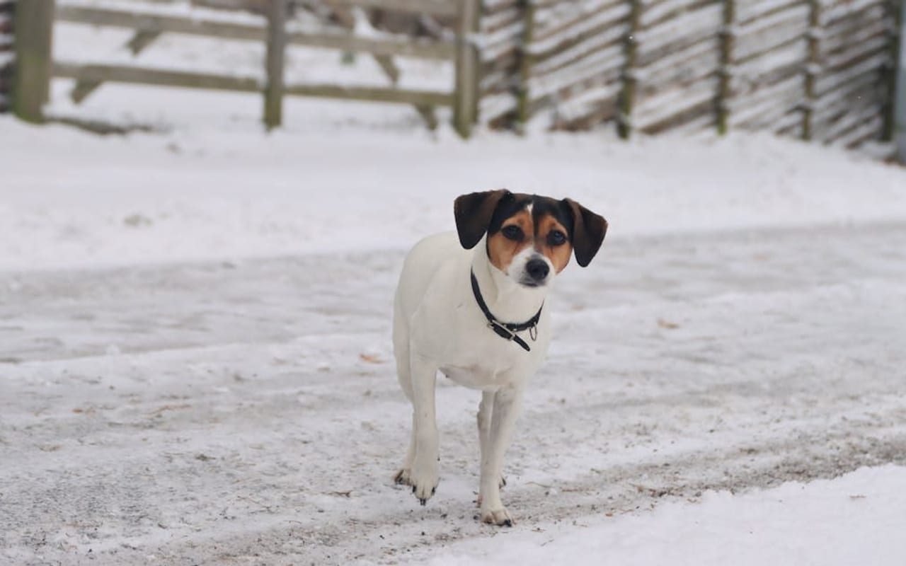 Danish-Swedish Farmdog — gallery 2