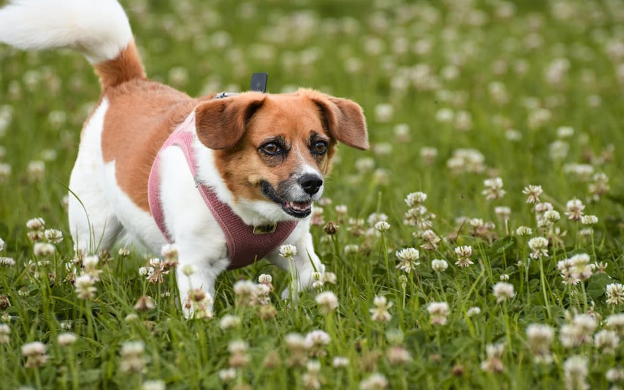 Danish-Swedish Farmdog — gallery 4