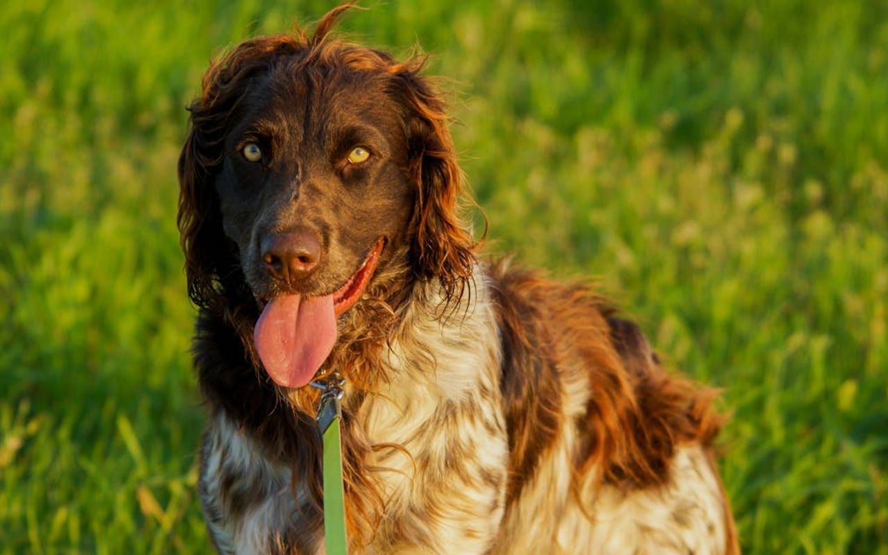 Deutscher Wachtelhund