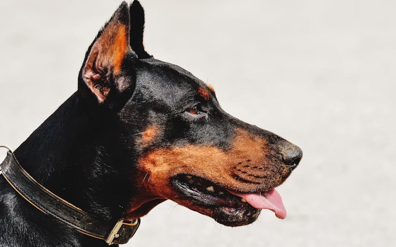 Doberman Pinscher — gallery 2 (Pexels)
